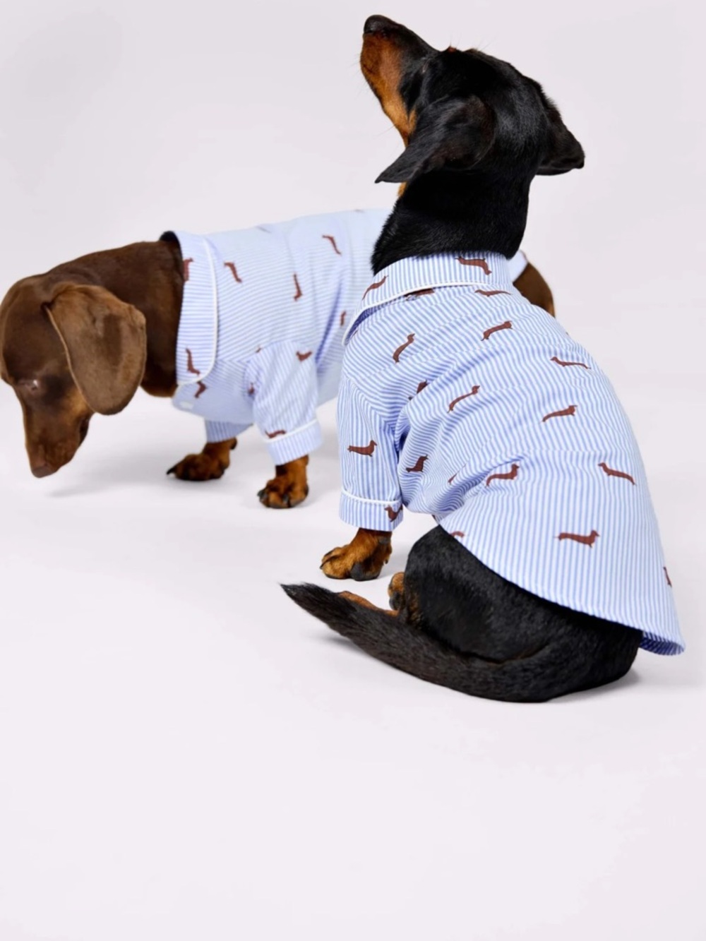 Blue Striped Dachshund Print Dog Shirt -